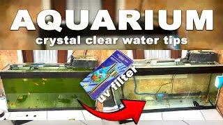 BEGINI cara menjernihkan air aquarium HIJAU TANPA GANTI AIR - Luckiness UV Filter