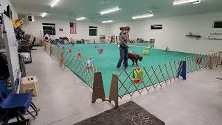 AKC Virtual Rally Novice Course #4 - Harper