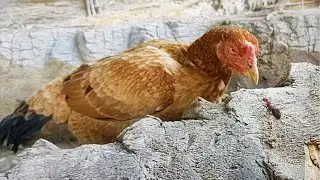 Rooster And Hens Loves Eating Fire Ants