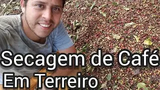 Secagem de Café em Terreiro - Vida na Roça