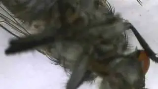 Fly Video with Dino-Lite Premier AD3713TB