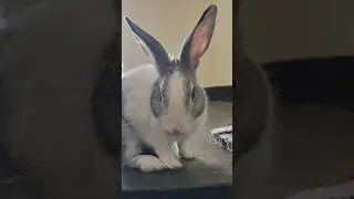 Why rabbit feels that we are filming them with activity... check how they know the facts?  #rabbit