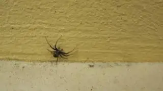 Thomisidae