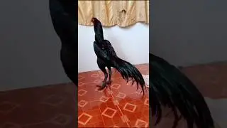 Pure Black thai breed gamefowl
