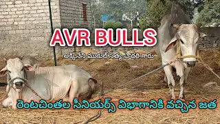 💥AVR BULLS అక్కినేని ముకుల్ సత్య చౌదరి గారి గిత్తలు రెంటచింతల సీనియర్ విభాగానికి రావడం జరిగింది