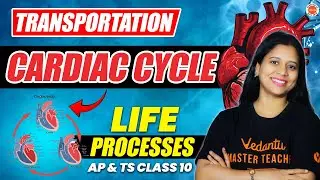 CARDIAC CYCLE |  transportation | Life Processes | AP & TS Class 10 | SSC Biology 2025
