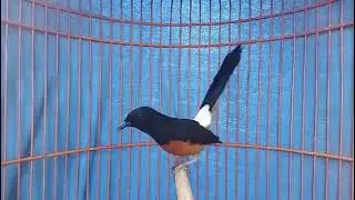 Masteran Murai Batu untuk Burung Muda — Cepat Berani Bunyi 🔥
