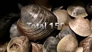 First Time Clamming