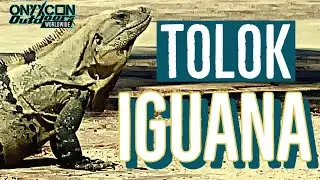 TOLOK - land of the Iguanas! #Mexico #Yucatan #Travel #Adventure