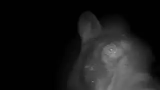 A bear tried to eat my Arlo camera.