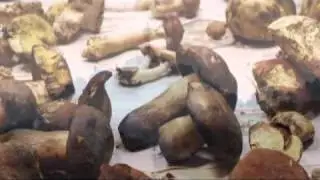 Palencia Micol&oacute;gica