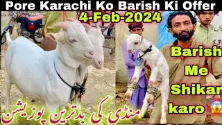 Lalukhet bakra mandi Me Qurbani 2024 Ka Bakra | 4-Feb-2024| Lalukhet Bakra Mandi | Bakra mandi 2024