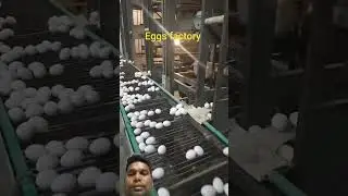eggs factory #egg #farming #machine #chickeneggfarm #chickineggs #puppy #viral #viralvideo