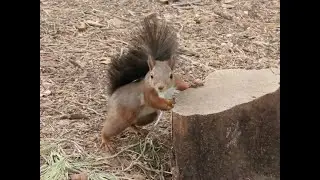 Ardillas peleonas en &eacute;poca de crianza/Fighting squirrels in breeding season