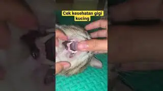 Cara cek gigi kucing sehat apa enggak #shorts
