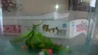 MIS PECES BARBOS NEGROS CORTEJANDOSE !!!!!!!