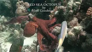 Scuba Diving and Marine Life: Red Sea Octopus