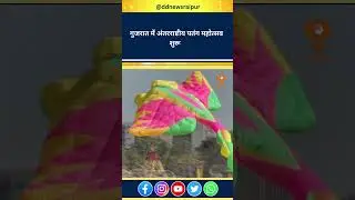 International Kite Festival begins in Gujarat