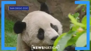 US-China relations improve through giant panda exchange: Wildlife expert | NewsNation Live