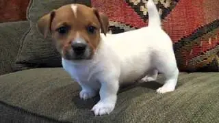 Jack Russell Terrier puppy 