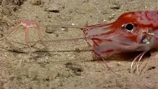 The Armored Searobin and the Brittle Star