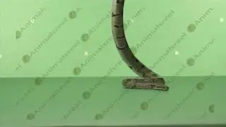 Snake crawling green screen video-52. Green screen animals stock footage.