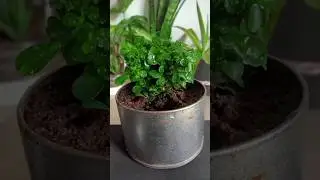 Propagate Table Kamini From Cutting #tablekaminiplant #treanding #viralvideo #gardening #plant