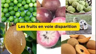 Kek esp&egrave;ce arbre fruitier kap disparet en Ha&iuml;ti 