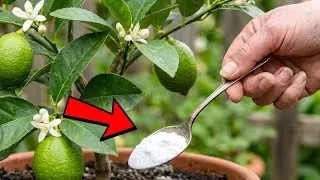 My Lemon Tree Didn&rsquo;t Bear Fruit for 3 Years &mdash; I Did THIS and It Exploded With Lemons 🍋
