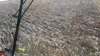 Harvesting downed corn from 2020 derecho storm in Iowa