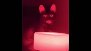 BEST OF CATS COMPILATION - Cat Videos 2024 - FUNNY CATS       XD