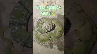 हरा साप|| गवत्या साप #snake #wildliferescue #rescue #nature #greensnake#nonvenomous