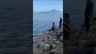 Mrigal carp fishing.