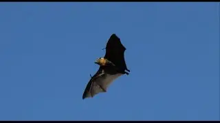 Interesting Facts About Bats