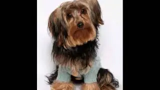 Amazing Pet Photography