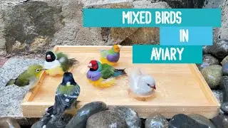 Mixed Birds Bathing in the Aviary - Gloudian Finch, Diamond Firetail, Pleci