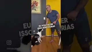 Como ajudar seu filhote a receber visitas em casa? #bordercollie