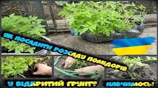 Як посадити розсаду помідорів у відкритий грунт?  Навчимось!