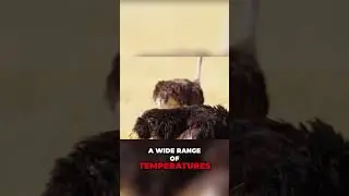 World&rsquo;s Fastest Land Bird: Ostrich Survival Secrets Revealed!