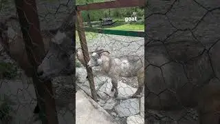Встретили козочек #зоопарк #zoo #животные #animals #путешествия #travel #шортс #shorts #козa #goat