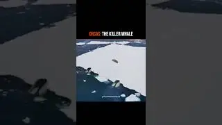 The Orcas - Killer Whales Hunting A Seal!