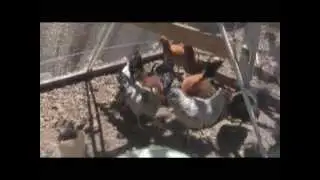 Feeding the Family Flock