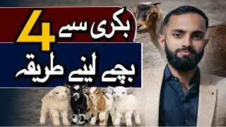 Why does a goat have 4 kids? Complete information || Goat Farming Lesson No 3 ||#goat #beetalgoat