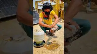 Kabootar safe video #pigeon #kabutar #vilogpigeon #kabootarloft05