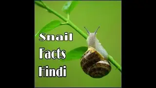 घोंघे के बारे में जानकारीll Interesting facts about Snail