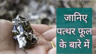 पत्थर के फूल मसाला क्या है और ये कहा पाया जाता है | जानिए पत्थर फूल के बारे में। Dagad phool |spices