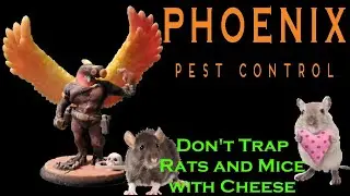 Don't Trap Mice & Rats with Cheese Phoenix Pest Control TN