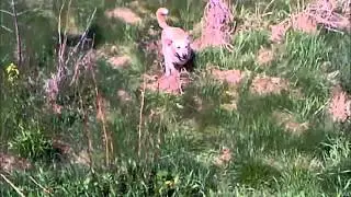 Rolling in the Deep Dog Video