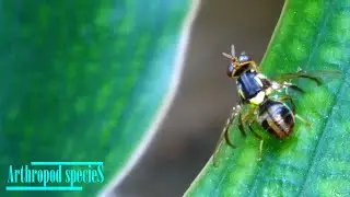 Insect Species - Fruit Fly | Oriental fruit fly (Bactrocera dorsalis) |