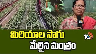 మిరియాల సాగు &ndash; మేలైన మంత్రం | Complete Guide to Black Pepper Farming in India | 10TV